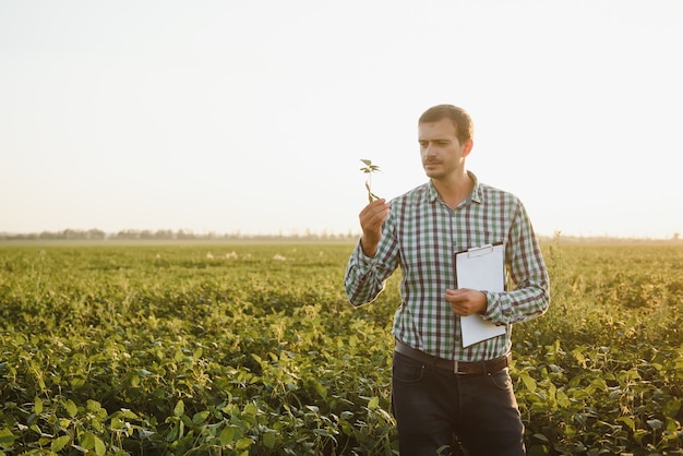 A farmer inspects a green soybean field. The concept of the harvest