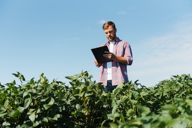 A farmer inspects a green soybean field. The concept of the harvest