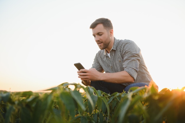 A farmer inspects a green soybean field The concept of the harvest