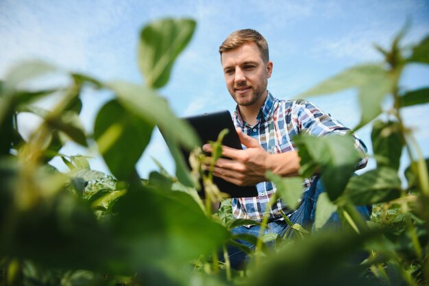 A farmer inspects a green soybean field The concept of the harvest