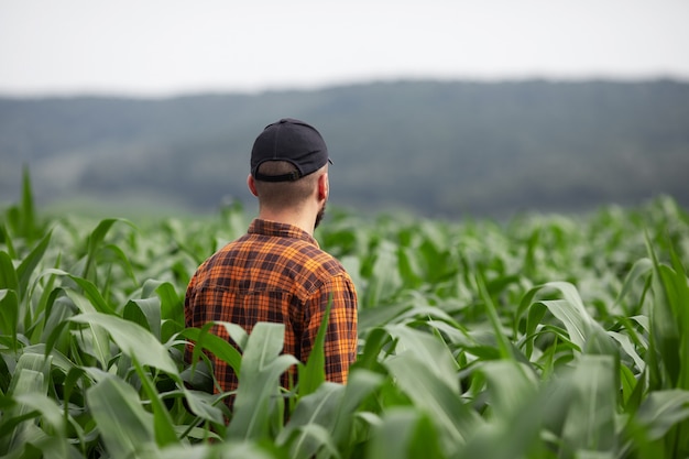 A farmer inspects a large green corn field.