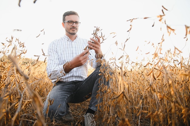 A farmer inspects a soybean field The concept of the harvest
