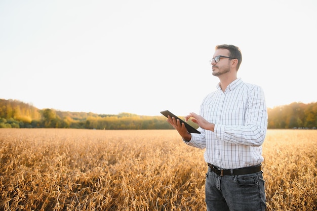 A farmer inspects a soybean field The concept of the harvest