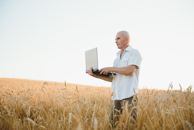 The farmer inspects the wheat before harvesting