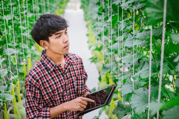 The farmer is checking the quality of the melon at the melon farm in a plastic house