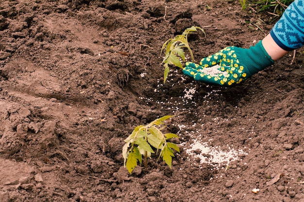 Foto l'agricoltore sta dando fertilizzante chimico a una giovane pianta di pomodoro che cresce su un letto da giardino