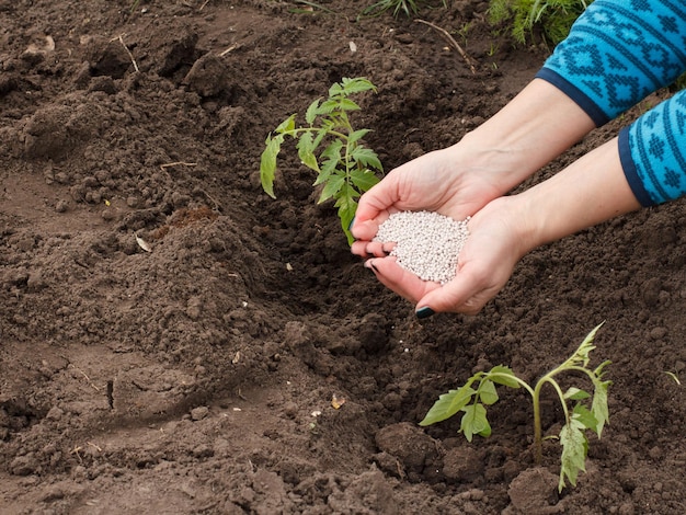 Foto l'agricoltore sta somministrando fertilizzante chimico alla giovane pianta di pomodoro che cresce nel giardino.