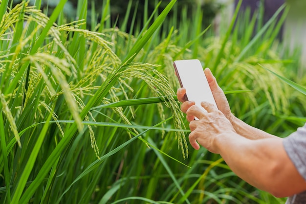 Farmer is hand holding smart phone on nature.