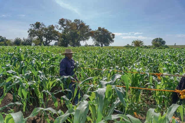 Farmer is harvesting corn in mexico