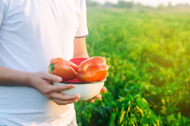 Il contadino sta raccogliendo il peperone nel campo. verdure fresche e sane. agricoltura