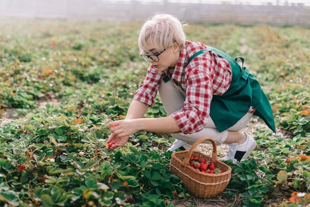 Farmer is harvesting