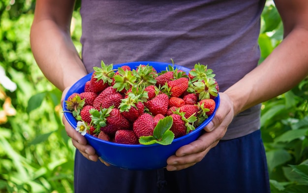 The farmer is holding a bowl of freshly picked strawberries