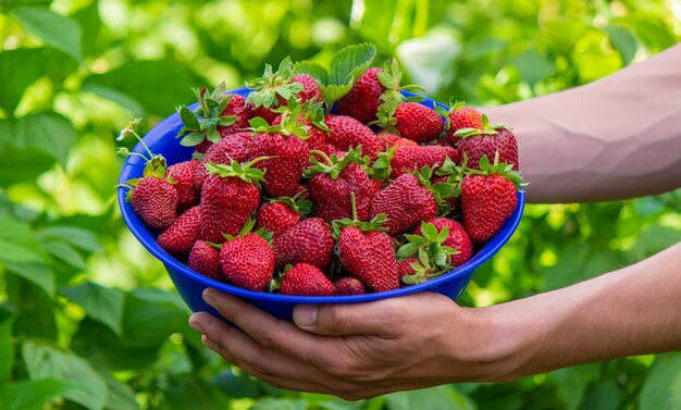 The farmer is holding a bowl of freshly picked strawberries