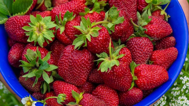 The farmer is holding a bowl of freshly picked strawberries