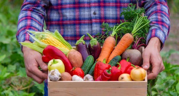 The farmer is holding a box of freshly picked vegetables Nature