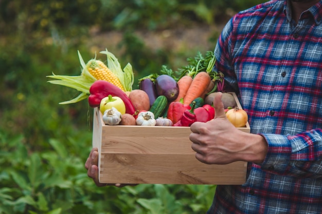 Фермер держит коробку свежесобранных овощей Природа