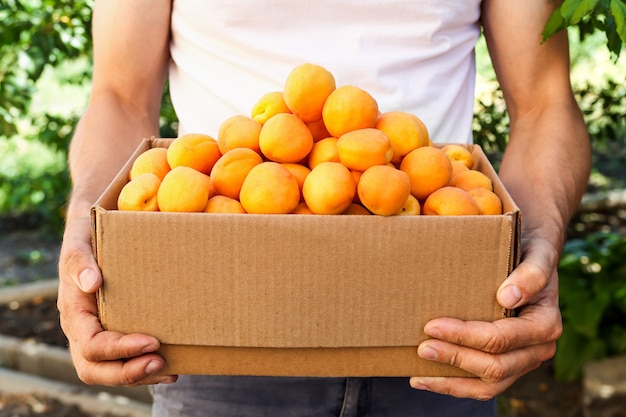 The farmer is holding a box of fruit. Ripe apricots in a box in men's hands. Healthy food, growing organic products in the garden.