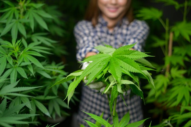 Farmer is holding cannabis leaf , checking and showing in legalized farm.