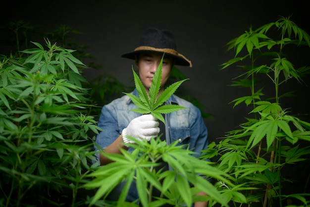 農民は大麻の葉を持って、合法化された農場でチェックして見せています。