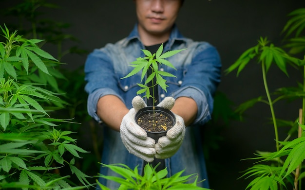 Farmer is holding cannabis seedlings in legalized farm.