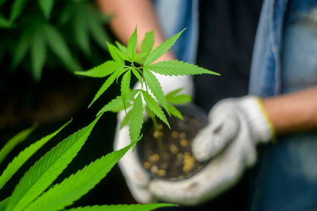 Farmer is holding cannabis seedlings in legalized farm.