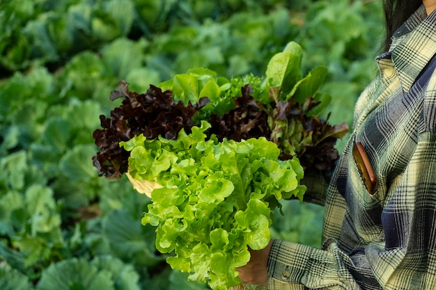 農夫は野菜の緑と赤のオークを保持しています