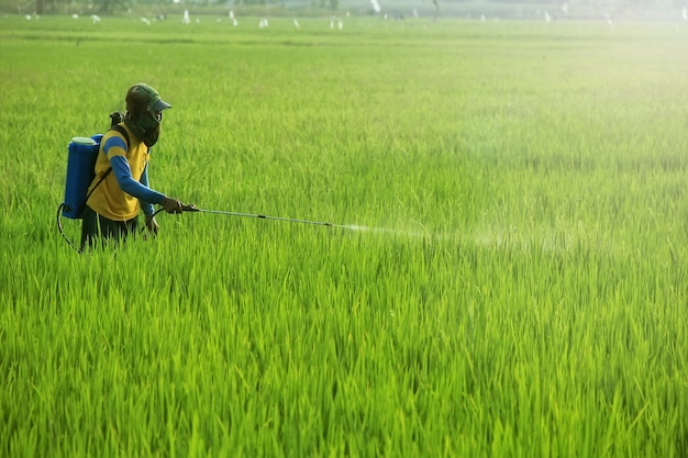 農夫は害虫を撃退するために彼の稲作に液体殺虫剤を噴霧している