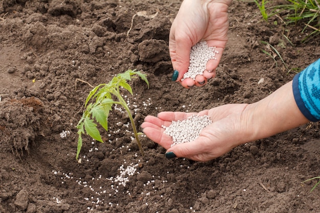 L'agricoltore sta spargendo fertilizzante chimico alla giovane pianta di pomodoro che cresce nel giardino