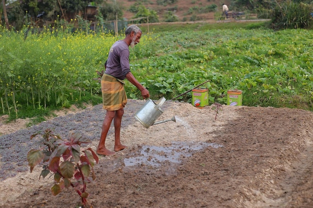 Photo a farmer is watering his soil in a field with a bucket of water.