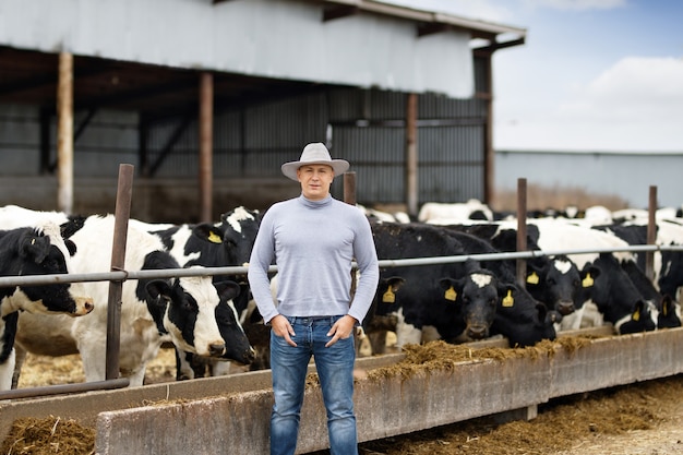 Farmer is working on farm dairy cows