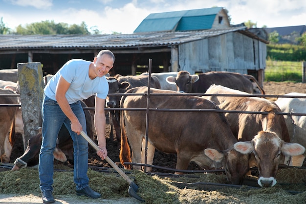 Farmer is working on the farm with dairy cows