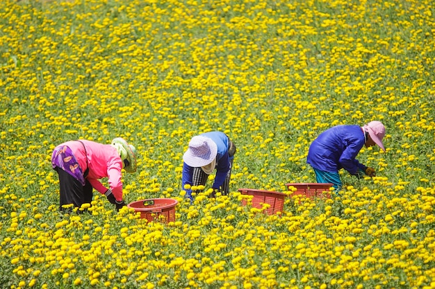 금 잔 화 꽃, 롭 부리 태국을 유지하는 농부