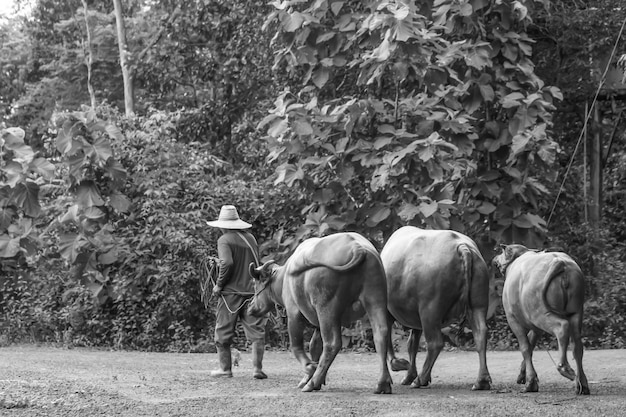 Farmer leash Buffalo black and white picture