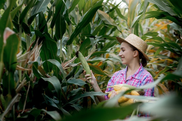 Farmer looking at the germination of young corn in the field. Analyzes this year's yield