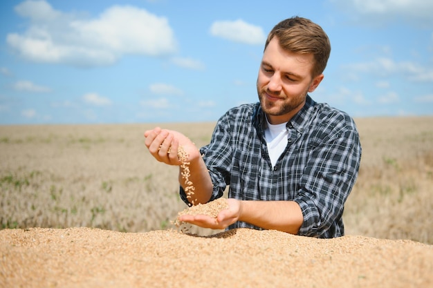 Farmer looking at wheat grain in trailer after harvest