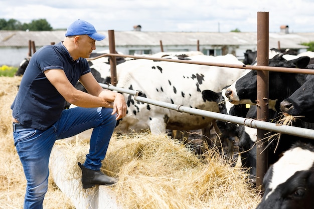 A farmer looks at a herd of cows on cow farm