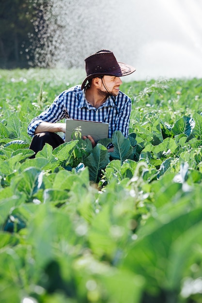 Farmer man agronomist checks harvest and uses computer's technology on plantation with sprinkler system.