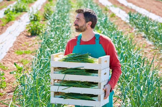 Farmer man harvesting onions in Mediterranean