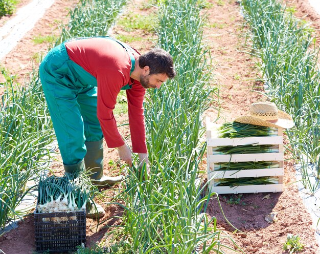 Farmer man harvesting onions in Mediterranean