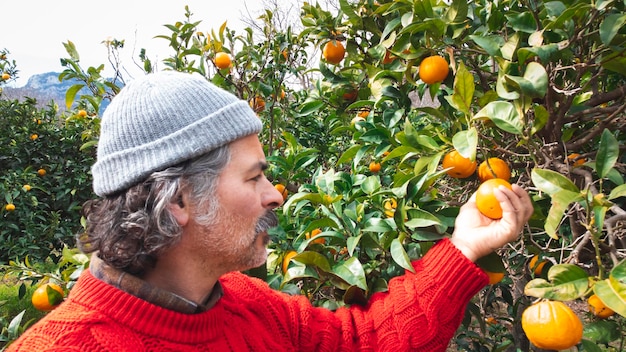 Uomo del coltivatore che raccoglie le arance in un aranceto