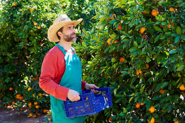 Farmer man harvesting oranges in an orange tree