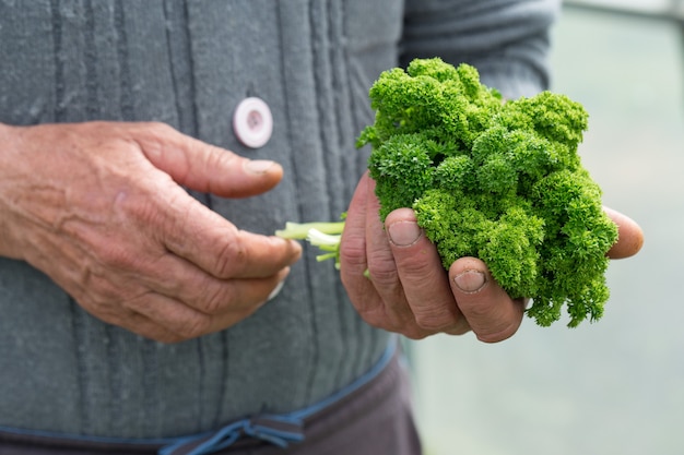 Farmer man holding parsley stalks in his hands in the garden outdoors on the background