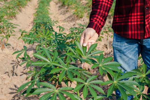 Farmer man walking on a cassava field