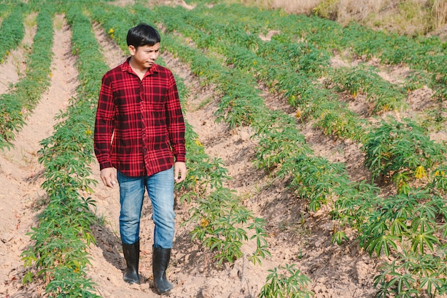 Farmer man walking on a cassava field