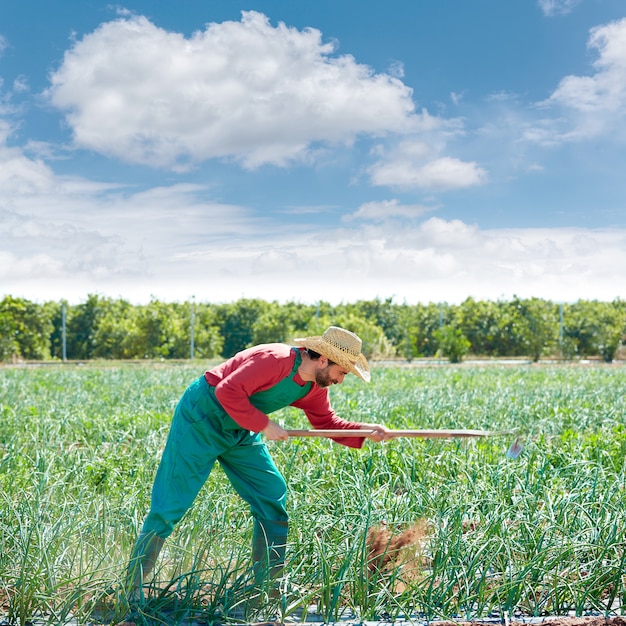 Farmer man working in onion orchard with hoe