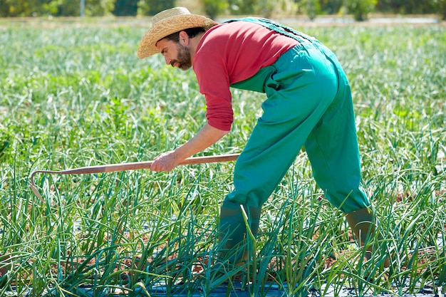 Farmer man working in onion orchard with hoe