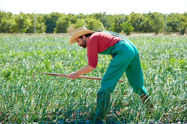 Farmer man working in onion orchard with hoe