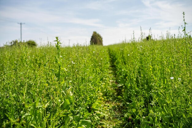 farmer in meadow chwcking a crop of green plants