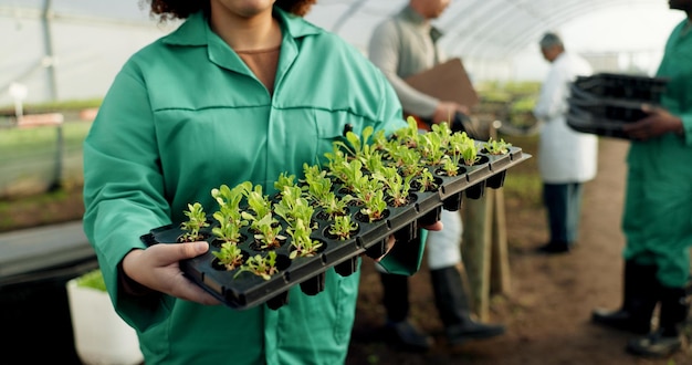 Farmer nursery tray and plants in garden sustainable farming and worker for agriculture gardening and growth gardener ecology and organic products for eco friendly greenhouse or food production