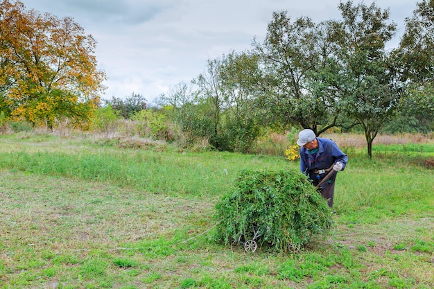 Farmer in old clothes mows grass in the field